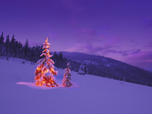 Christmas_Trees