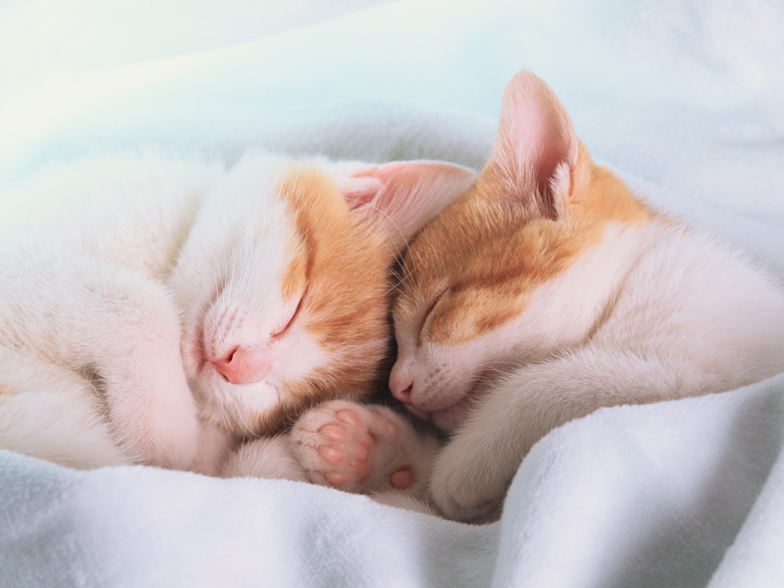 Cozy_Kittens