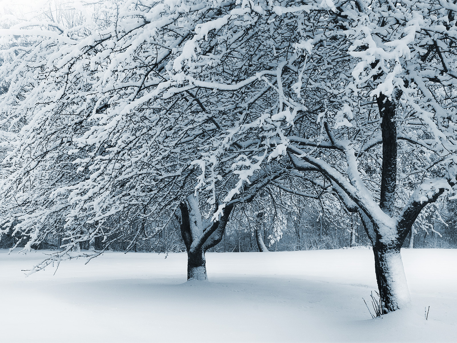 Fresh_Fallen_Snow