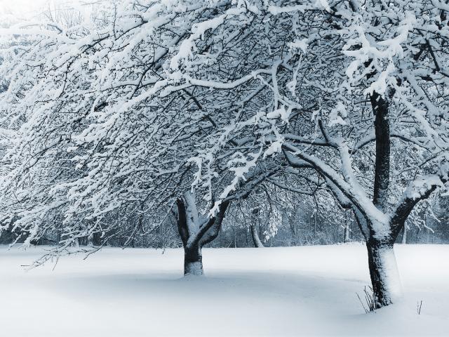 Fresh_Fallen_Snow