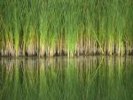 Grasses_Cuyahoga