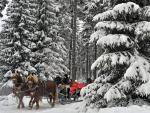 Horse-Drawn_Sleigh