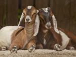 Nubian_Goats