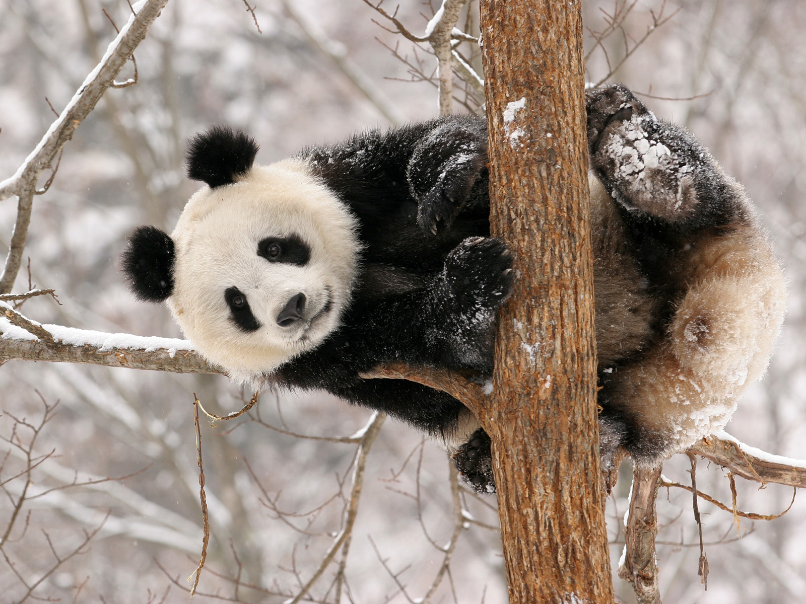 Panda_Hanzhong