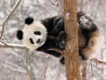 Panda_Hanzhong