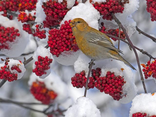 Pine_Grosbeak