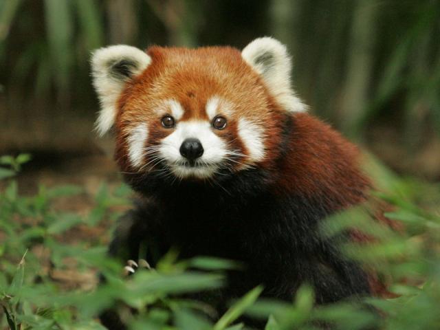 Red_Panda