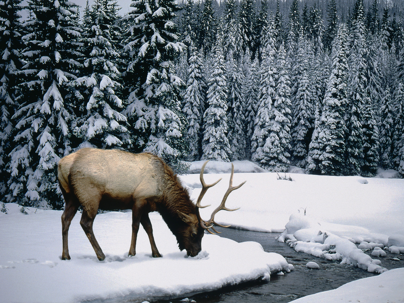 Winter_Elk