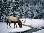 Winter_Elk
