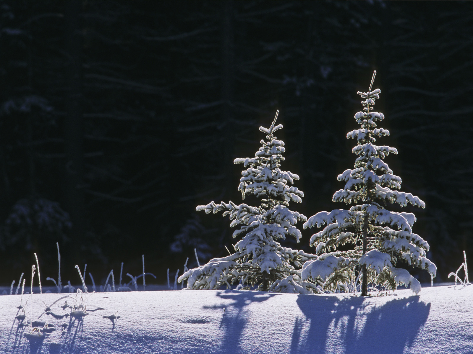 Spruse_Trees