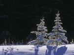 Spruse_Trees