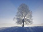 Sunbeams_Canton
