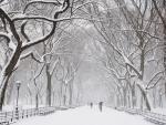 Snow Covered Trees Central Park New York
