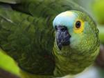 Blue-Fronted_Parrot